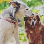 Jodi Pike - @daisyandharpers_adventures123 - Instagram