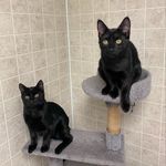 Jodi Pike - @twolittleblackkitties - Instagram