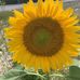 Jodi Rouse - Facebook