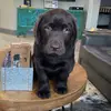 Jodi Rowe - @river_the_chocolatelab - TikTok