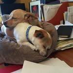Jodi Rowe - @jodi_dog - Instagram