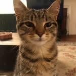 Jodi Shupe McDaniel - @nerkjerk15 - Instagram