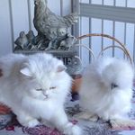 Jody Sloan 🐓🐈🇨🇦 - @jody.sloan - Instagram