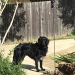 Jodi Snow - @snowpetsss - Instagram