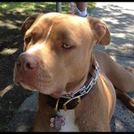 Jodi Ann Spear - @pittymom529 - Instagram