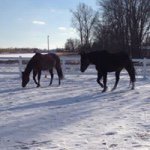 Jodi Spence - @grulla_girl - Instagram