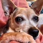 Jodi Sprenkle - @jodi.sprenkle.5 - Instagram