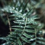 Jodi Spurlock - Facebook