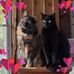 Jodi Starks - Facebook