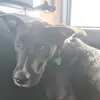 Jodi Steele - @originaljodzilla - TikTok