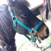 jodie Steele - @horselover169367 - TikTok