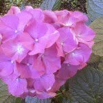 Jodi Sterling - @dimplrs1956 - Instagram