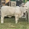 Jodi Storey - @jodistorey4 - TikTok