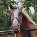 Jodi Goldfarb - Sullivan - @big_poppa_farms - Instagram