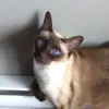 Jodie Sundborg - @crazyspynxlady - TikTok