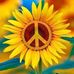 Jodi Sutton - Facebook
