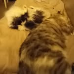 Jodi Swafford - @jodi_216 - Instagram