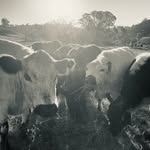 Jodi Swain - @speckleland - Instagram