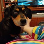 Jodi Covet Swank - @doxiemommy16353 - Instagram