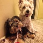 🐾Jodi,Rob,RJ,Tanner,Jack🐾&Ted🐾 - @lamoreux_a_la_mer - Instagram