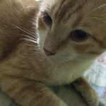 Meow - @_jodi_torres - Instagram