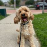 Jodi Vogelhut - @jodivogelhut - Instagram