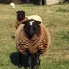 jodikenneywalton - @jodikenneywalton - TikTok