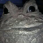 Jodie waxman - @the_waxi_toadez - Instagram