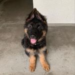 Jodi Webster - @the_websterzoo - Instagram