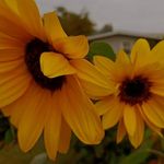 Jody Workman - @montanajo63 - Instagram