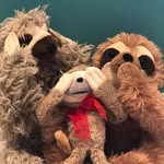Jodi York - @stanleythesupportsloth - Instagram