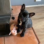 Jodie Allison - @frenchie_called_rupert - Instagram