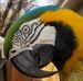Jodie Andersen Animal Talk - Facebook