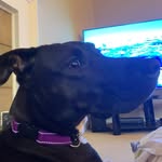 Jomdie - @jodie.bear - Instagram