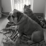 The World According to Bear & Jodie - @bears_life_with_jodie_ - Instagram