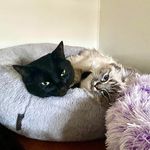 Jodie Benjamin - @findingmomo1 - Instagram