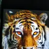 lockie - @benjamin_jodie - TikTok