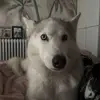 jodiebloomerꨄ - @jodiebloomer - TikTok