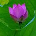 Jodie Chan - Facebook