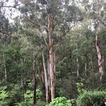Jodie Dunn Stroll - @intonature_jodie - Instagram