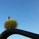 Jodie Morrison - @didierfogli - Instagram