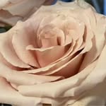 Jodie-Maree Parrish - @jodie_m_parrish - Instagram