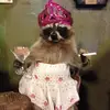Josie Pass - @laughoutloudjosie1 - TikTok