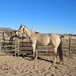 Jodie Lynn Pedersen - @jpshowhorses11 - Instagram