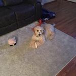 Jodi Shields - @jodi.shields - Instagram