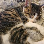 Jodie Shields - @jodieshields6 - Instagram