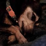 Jodie Shields - @jodie41163 - Instagram