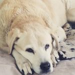 Jody Bee - @jodyburley - Instagram