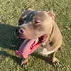 Jody The Blue Nose - @jodythebluenose - TikTok
