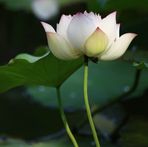 Jody Chan - Facebook